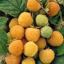 Fall Gold Golden Raspberry Plant, #1