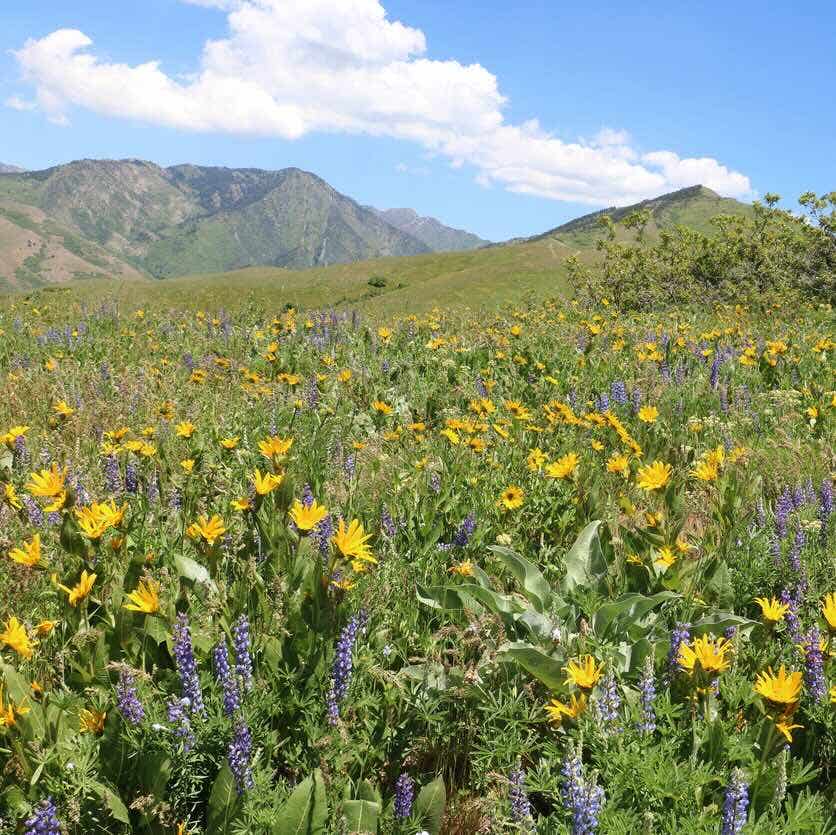 Great Basin Seed Wildflower Seed Mix, 3 Oz. Package