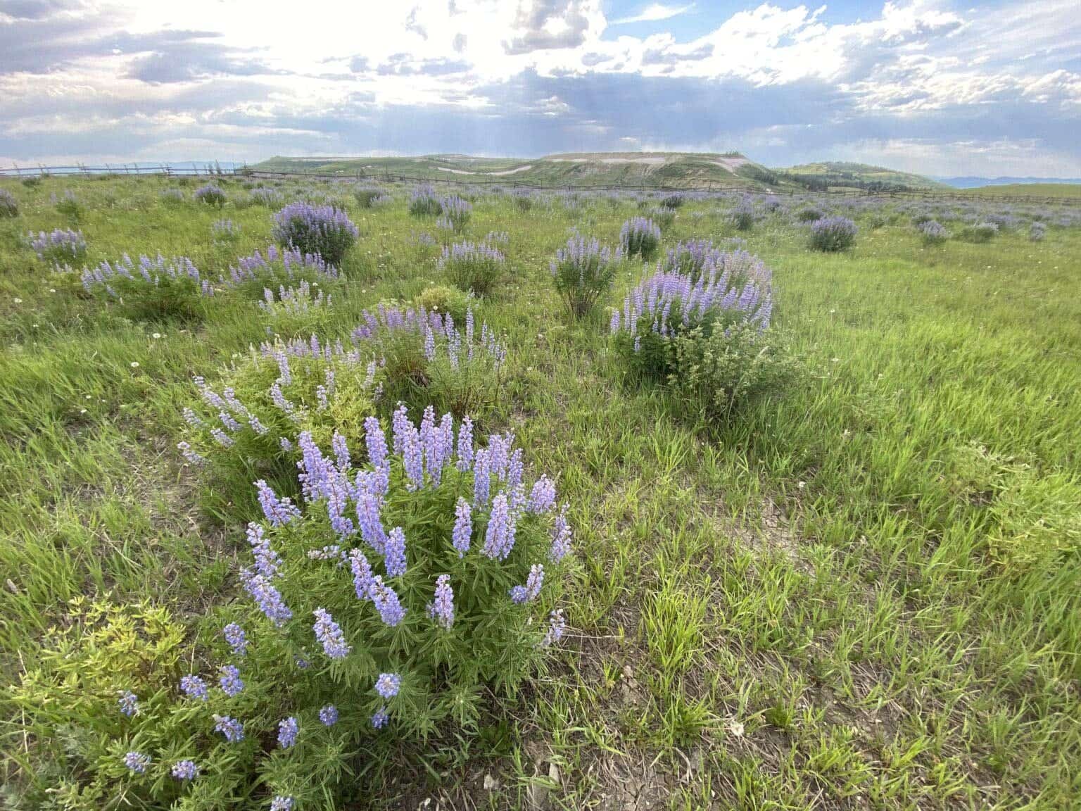 Great Basin Seed All Native Wildflower Seed Mix, 3 Oz. Package