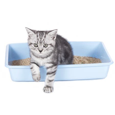 Blue Ribbon D.E. Premium Cat Litter