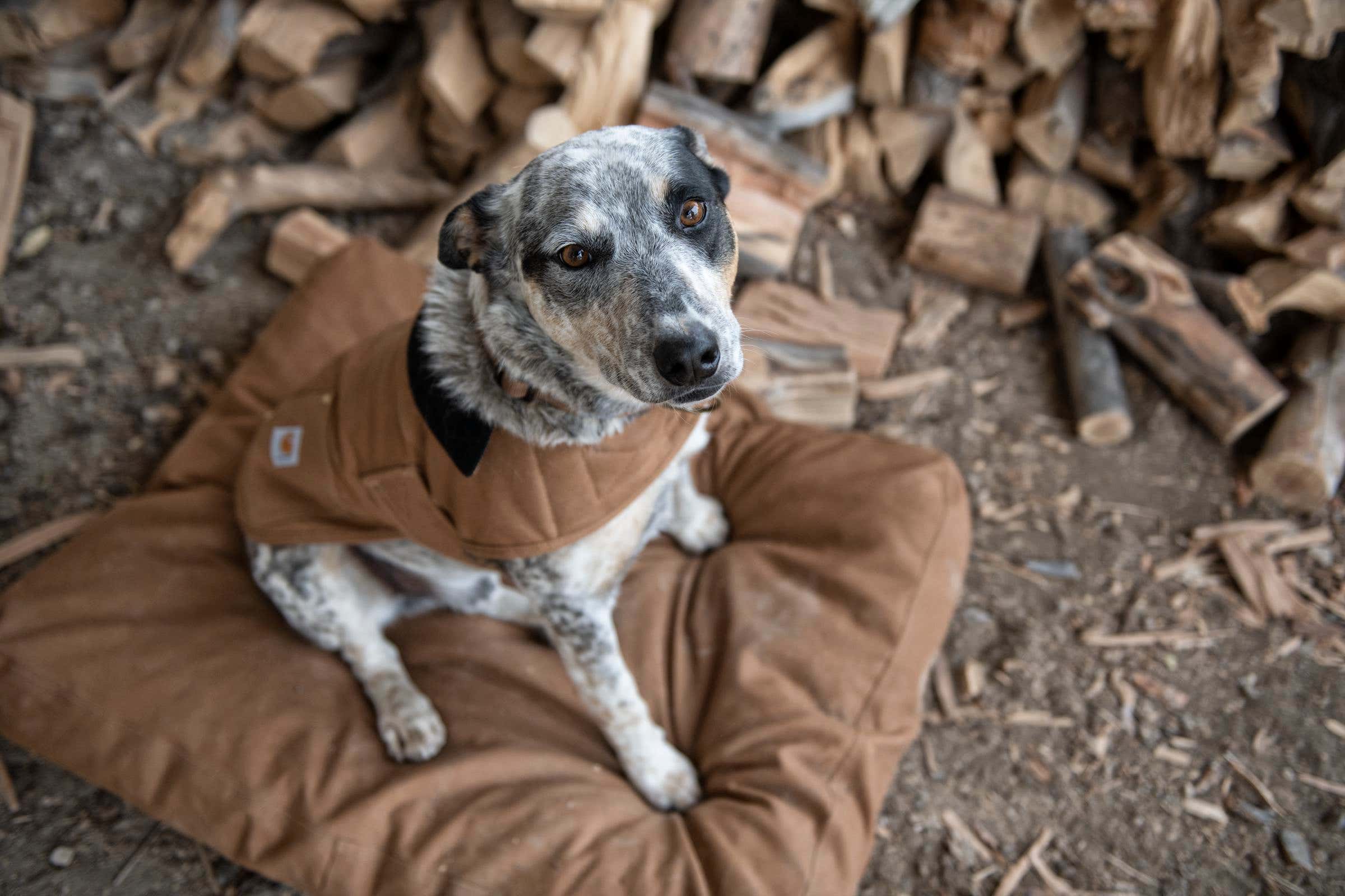 Carhartt Large Dog Bed, Cotton Duck Cover, Carhartt Brown