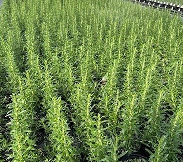 Rosemary Herb Plant, 4 Inch Pot