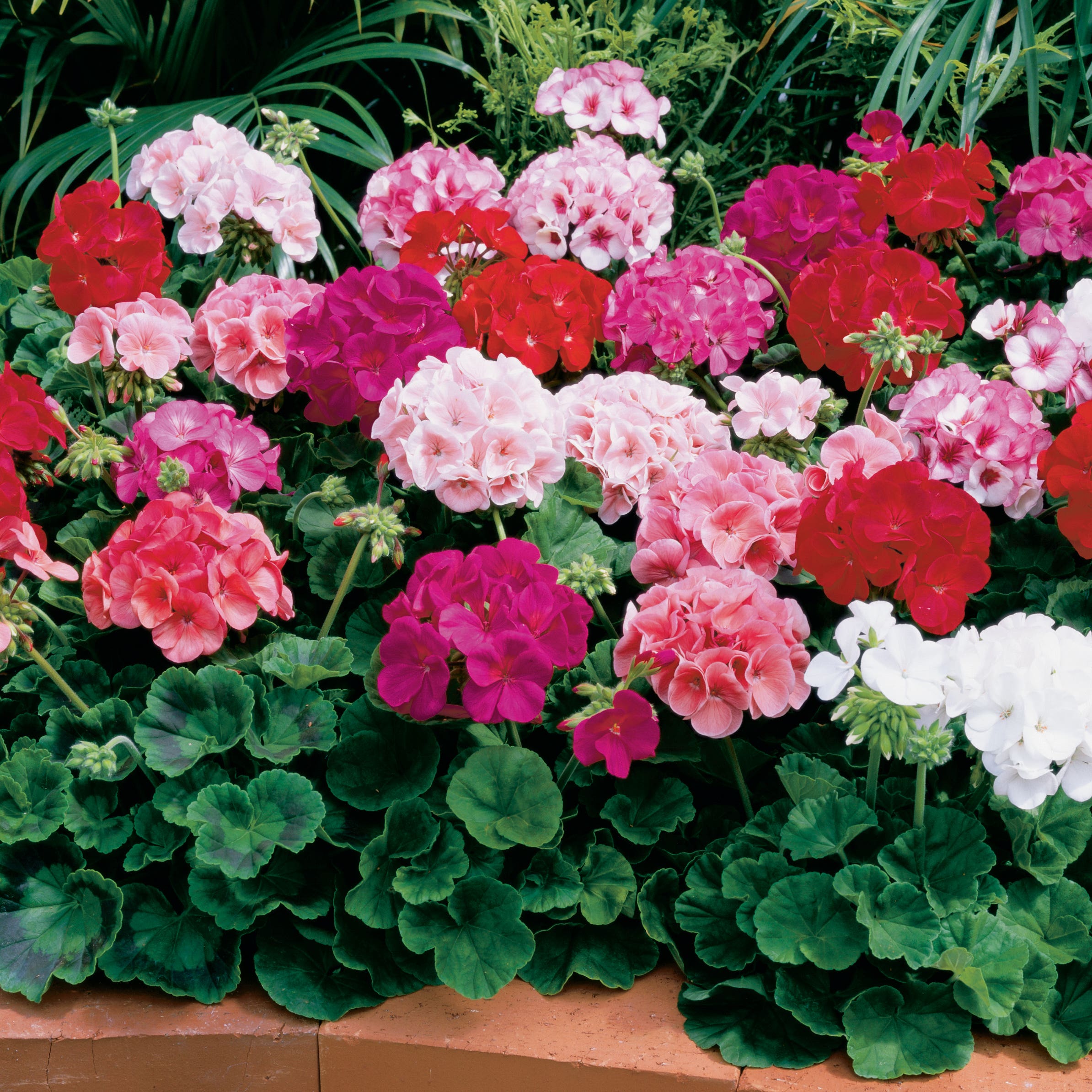 Seed Geraniums Live Potted Plant, 3 in Assorted Colors