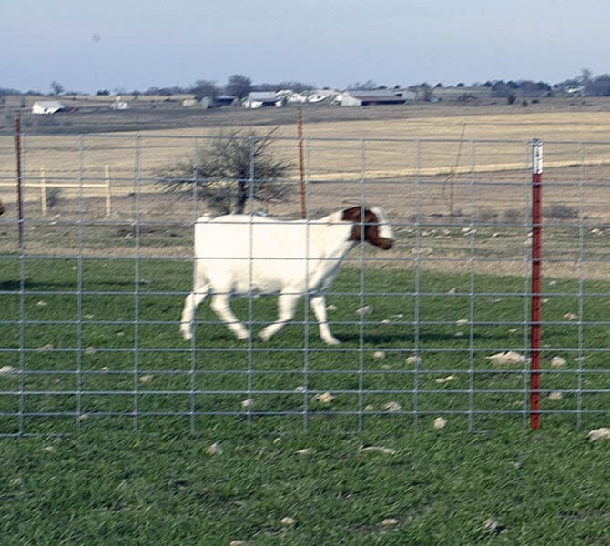 OK Brand Sheep & Goat Panel 42 in x 16 ft