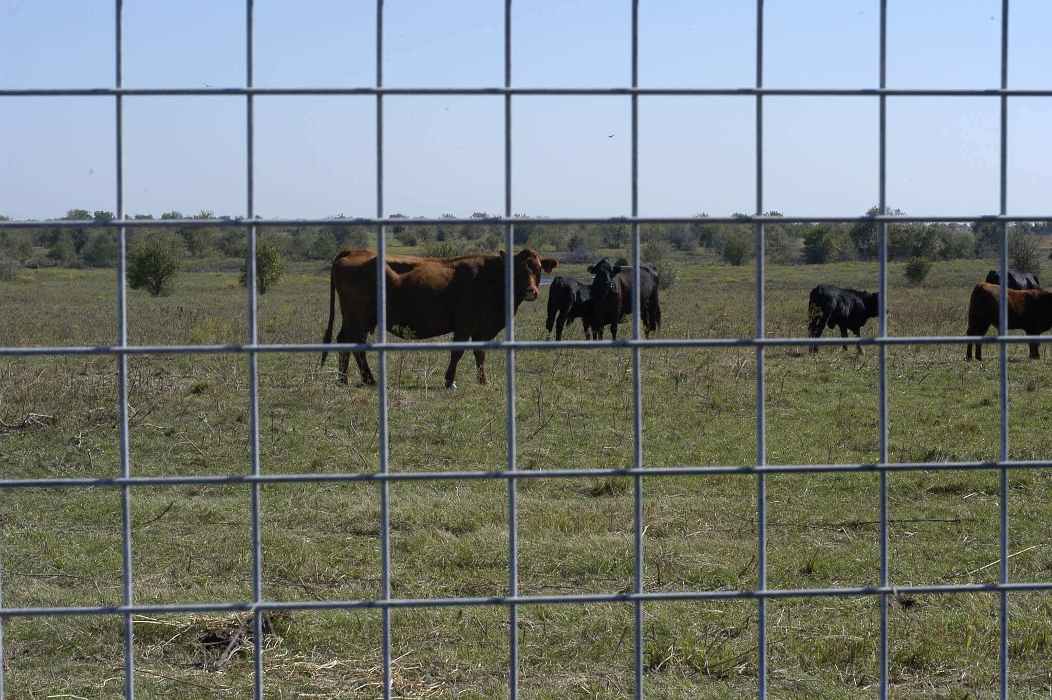 OK Brand Utility Fence Panel 60 in x 16 ft 6 Gauge