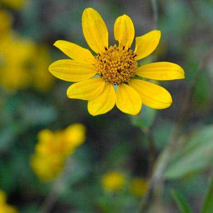 Great Basin Seed All Native Wildflower Seed Mix, 3 Oz. Package