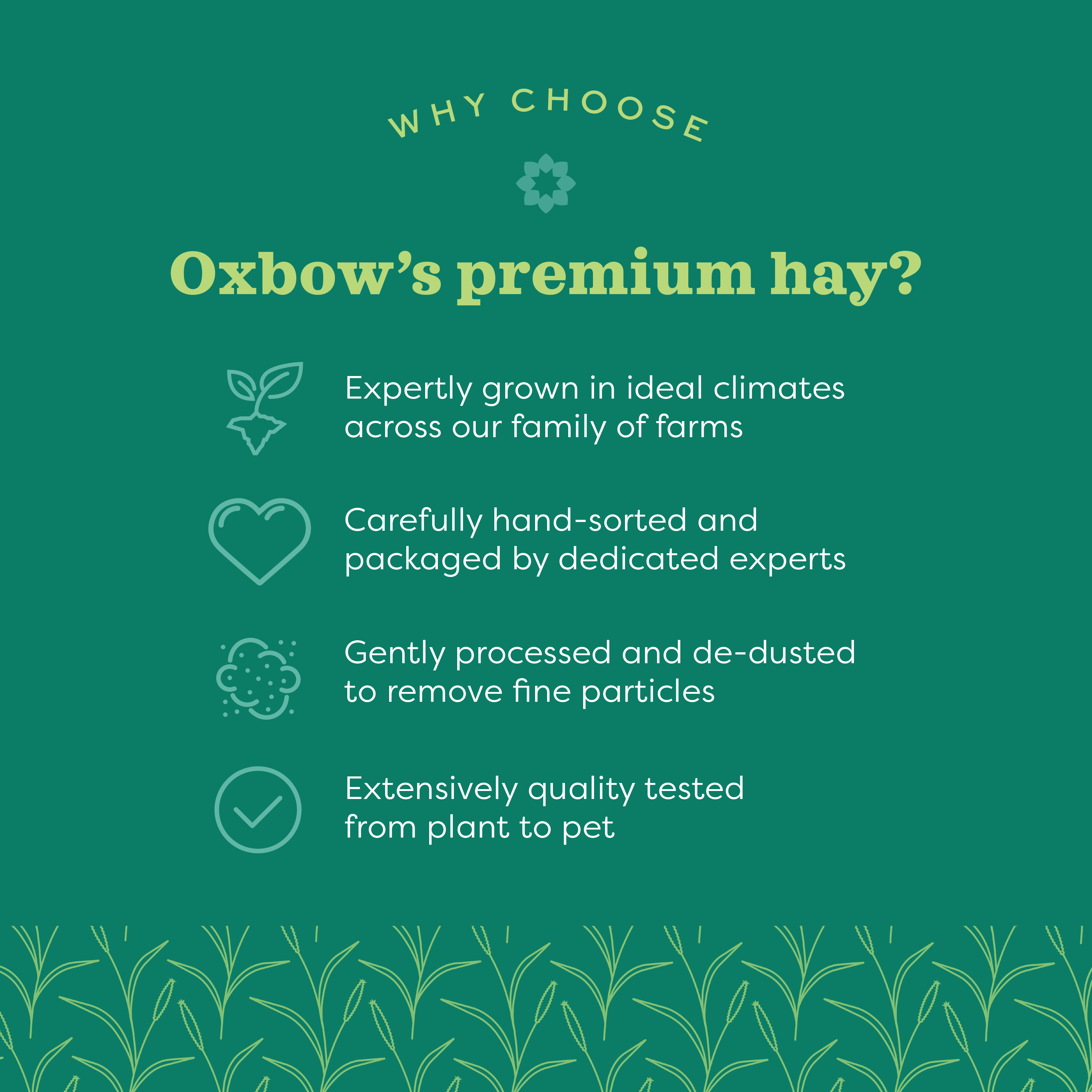 Oxbow Timothy Meadow Hay, 84 oz